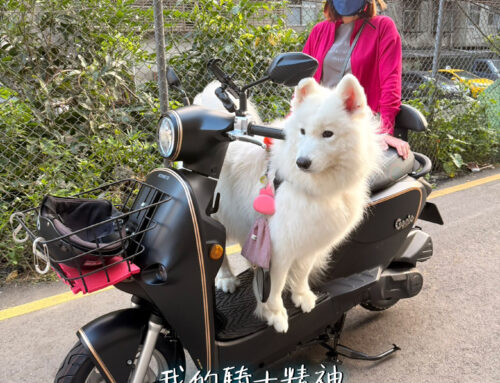 退休 王車主 | 小精靈 Genie 星鑽特飾版